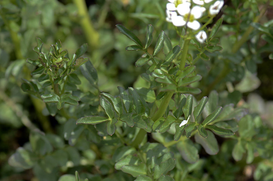 Cardamine amara / Billeri amaro